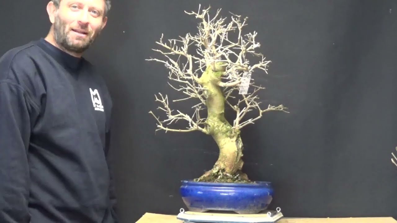 venta arbolitos 07/01/2026