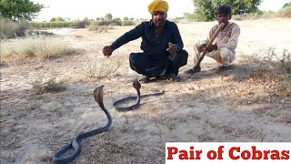 Pair of Black Cobra Snakes found in the Fields