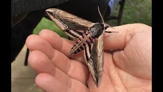 Huge Beautiful Hawk Moth Found For The First Time - 4K