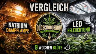 Wie sieht es nach 9 Wochen Blüte denn aus?
