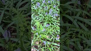 Woodland Bluebells and Ferns #nature #woodland #walking #plants #spring #outdoors