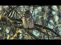 Long-eared Owl hanging out with us