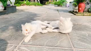 Two white cats enjoy sunbathing - Cute Kittens