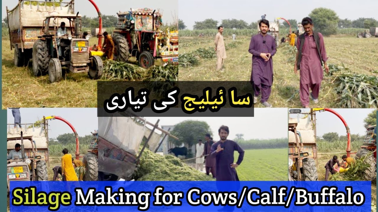 Silage Making Process | Best Food for Cows, Calf & Buffalo | Balaj Khan Cattle Farm 2025