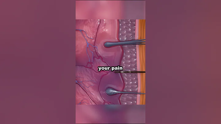 How Mosquitos Suck Your Blood