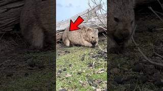 Why Do Wombats Poop Cubes? 💩😱