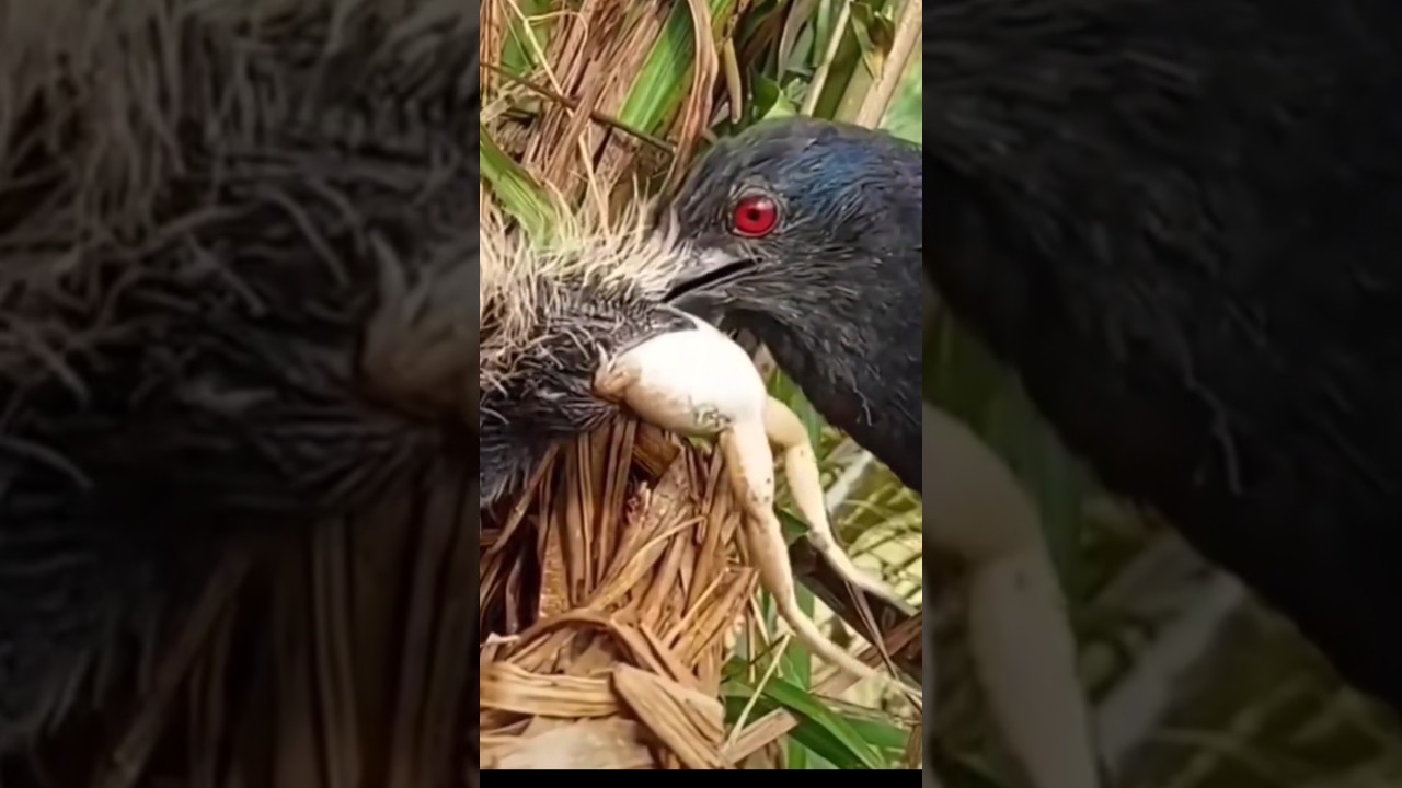 큰쿠칼의 먹이주는 클래스..😅🐦‍⬛🐸 개구리 통째로 한마리. The greater coucal’s feeding skills..One whole frog at once.
