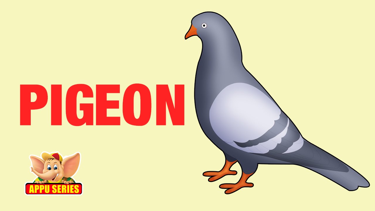 Animal Sounds - Pigeon - YouTube