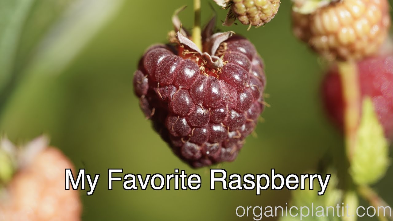 My Favorite Raspberry | Organic Plant It - YouTube