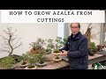 How to Grow Azalea from Cuttings