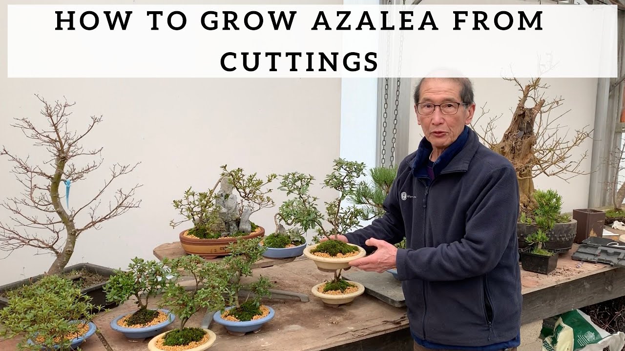 How to Grow Azalea from Cuttings YouTube