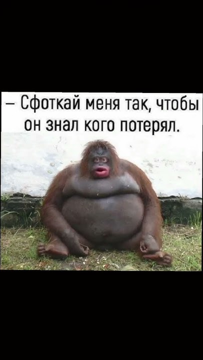 #мем #meme #меме #обизяна - YouTube