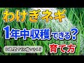 【３週間でできる⁉】わけぎネギの育て方【家庭菜園】