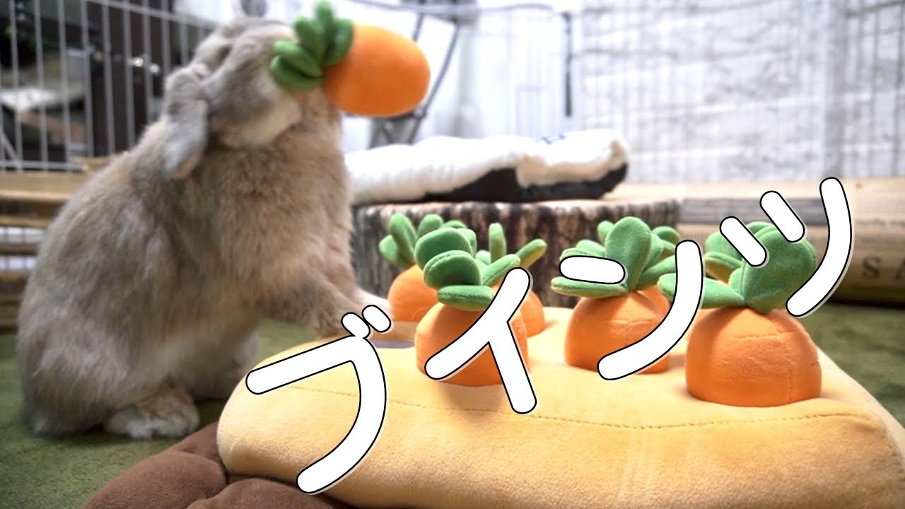 にんじん収穫のおもちゃをボッコボコにする荒ぶるうさぎっサン