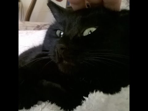 Kucing Aneh Kucing Aneh Yang Mempunyai 3 Ekor Luarbiasa YouTube