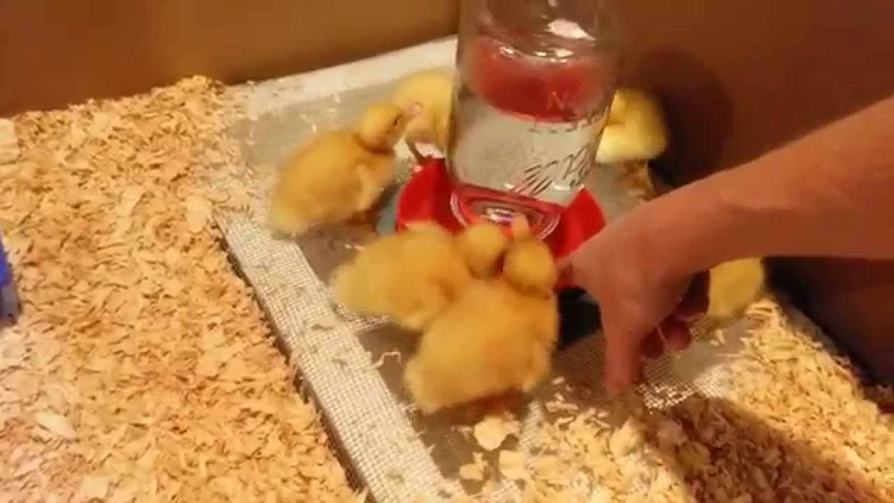 How to raise baby ducks in your backyard, Ep. 2, baby ...