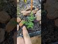 Rescued an Artillery Plant: Pilea microphylla, &amp; placed into a Bonsai forest