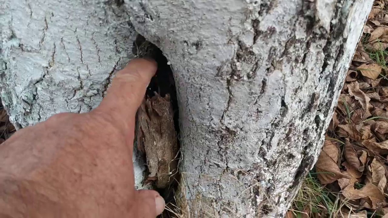 Τί πρέπει να προσέξετε. Καρυδιές 20 ετών