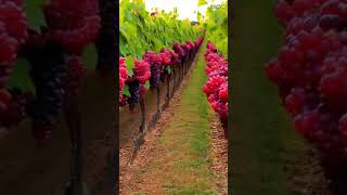 Turn Any Backyard Into a Grape Paradise