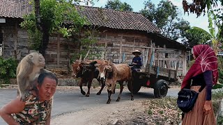 Download Lagu Ancient Customary Tradition of a Woman Proposing to a Man in the Traditional Hamlet of the Adella... MP3