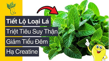 1 Loại Lá Giúp Tiêu Diệt Suy Thận, Hạ Creatinine, Hết Tiểu Đêm, Nước Tiểu Trong, Ngủ Ngon Sâu Giấc