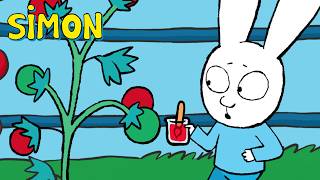  Who Paints The Tomatoes Red  Simon   Episodes Compilation 1hr S1  Cartoons For Kids