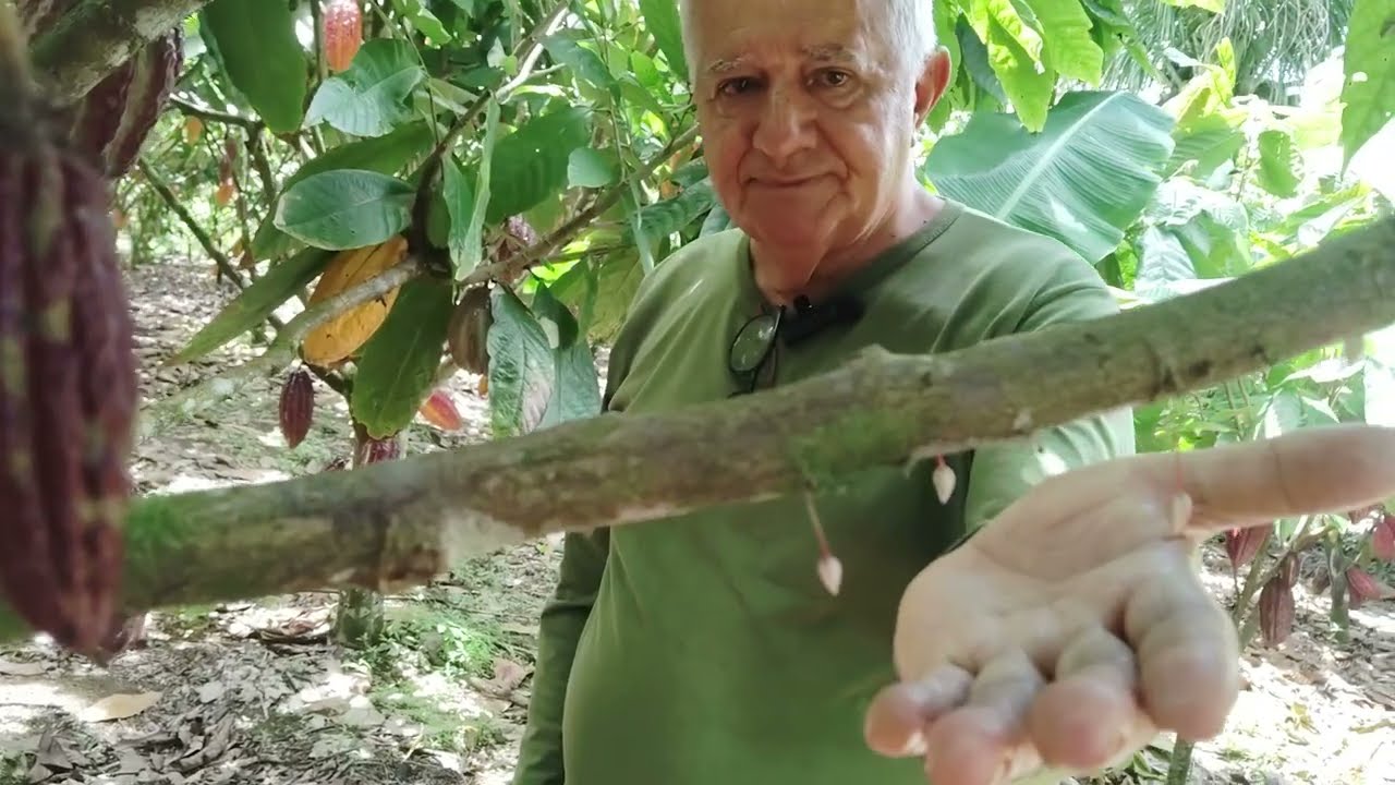 ВЫСОКАЯ ПРОДУКТИВНОСТЬ В БРАЗИЛЬСКОМ КАКАО-ФЕРМЕРСТВЕ: ФЕРМА BOM JESUS, ПРИМЕР УСПЕХА В ЮЖНОЙ БАХИИ