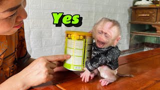 Mother bought formula milk for baby monkey Tina to help her grow faster and healthier