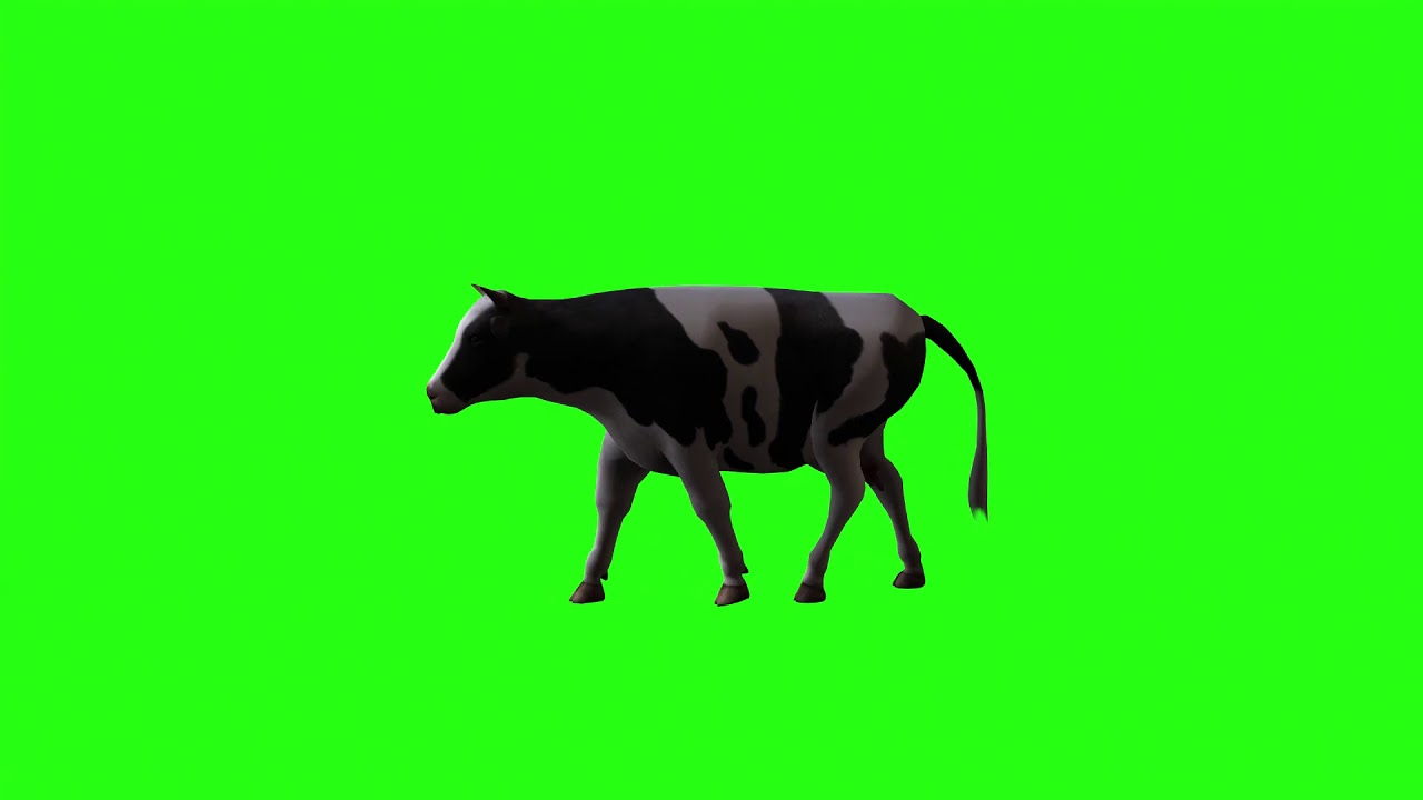 Episode 16: 4k Green Screen video of Cow