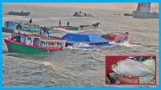 Hilsa Fishers Want Big Hilsa Fish Anyhow in River | Fish Corn