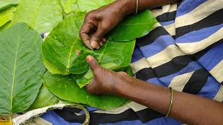 HOW TO MAKE PLATES , Bowl  from leaves। पत्ते से प्लेट और कटोरी कैसे बनता है। यह वीडियो पूरा देखे।