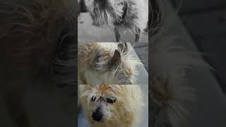 My 10 year old little Bubbers Jax 🖤 #yorkie #pet #dog #yorkiemom #dogmom #petdog