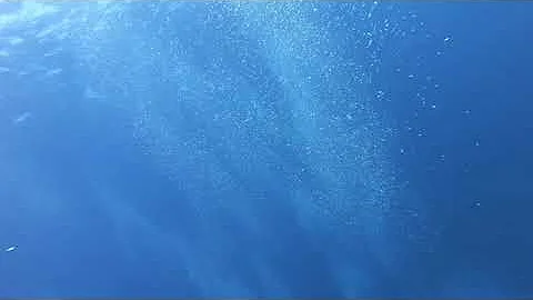 Randy Shepard Diving - Emergency Ascent From 85 ft.