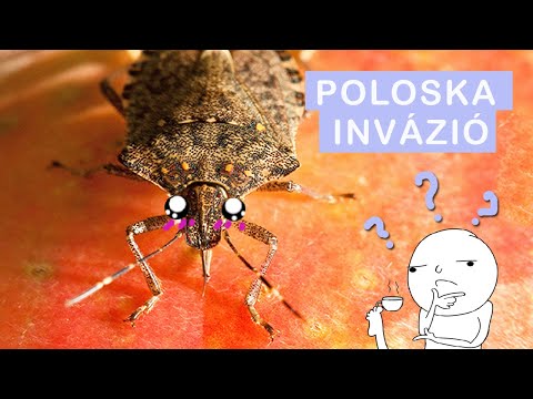 Videó: Bogarak Az Eperön: Fekete Bogárbogár és Zöld Poloskák, Vörösek és Mások, Akik Eperét Eszik. Hogyan Kell Bánni Velük?