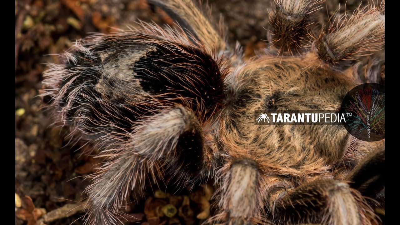 The most attractive tarantula abdomen - YouTube