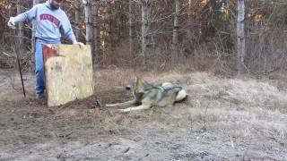 Освобождение Волка из Капкана  Saving Wolf From a Trap