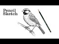How to draw sparrow  pencil sketch  easy pencil sketch and shading  simple bird drawing drawing