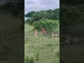 Warthog: “I Just Scared a Few Lions” 😂🐗🦁 #warthog #lion #lions #wildlife #nature #animaldocumentary