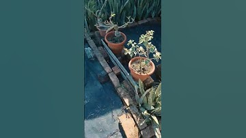 Cabut rumput. 🌱🪴 #lifestyle
