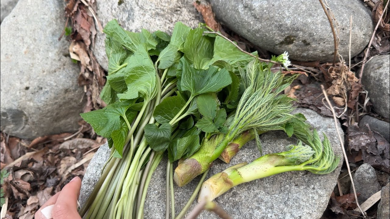 Picking wild vegetables: Making delicious inari sushi with 4 kinds