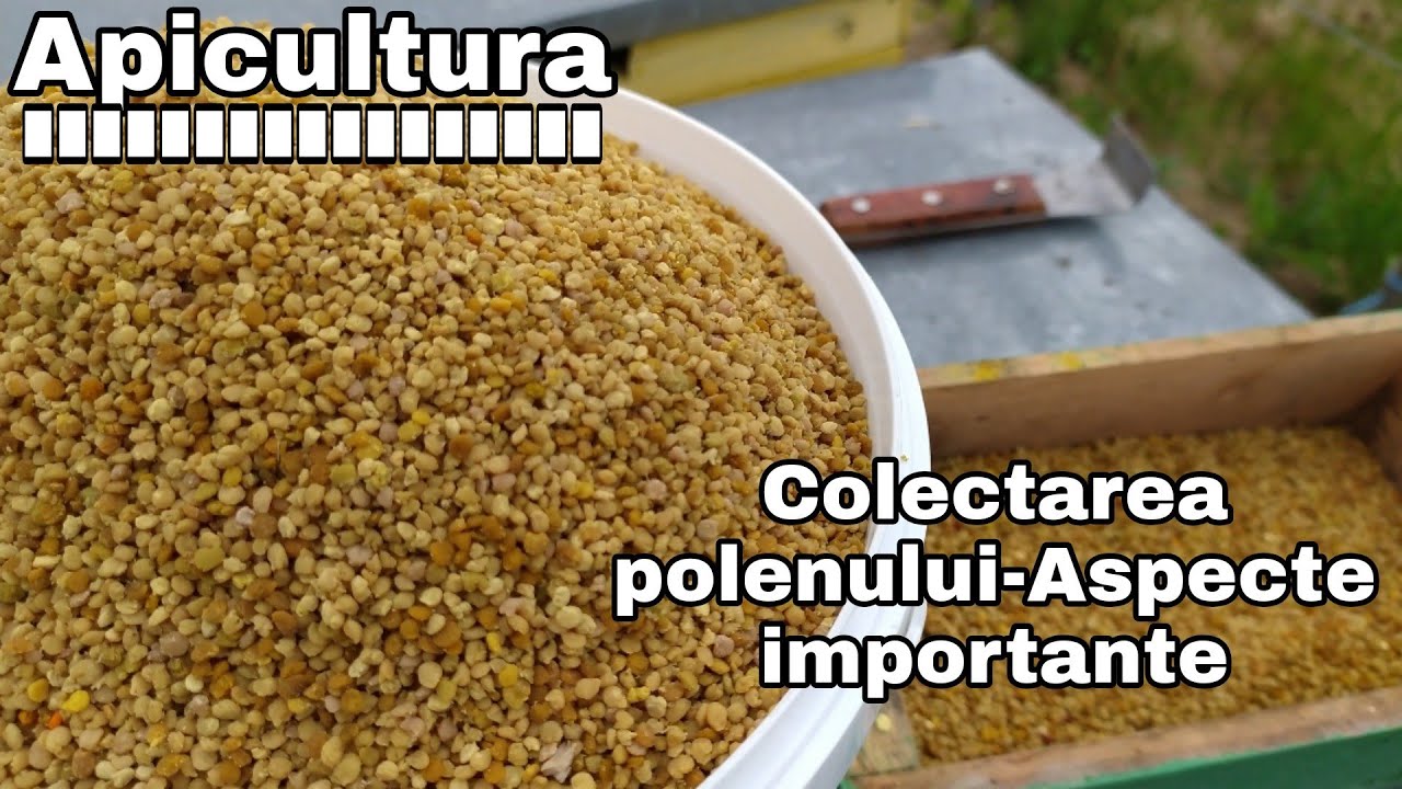 Colectarea polenului -Aspecte importante legate de această activitate