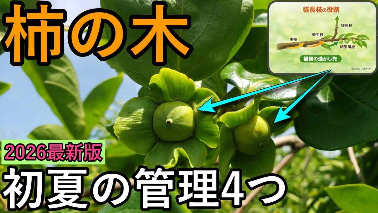 2026年 完全版】柿の木 梅雨前の管理で決まる4つのやること ──害虫が