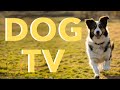 24/7 Dog TV - All-Day Entertainment for Dogs