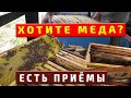 Главный медосбор Работа во время главного медосбора