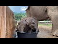 Cuteness Alert! Baby Elephant Wan Mai First Time in Bathtub - ElephantNews