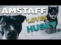 Husky Puppy gets Love  - (feat. Amstaff Dexter)