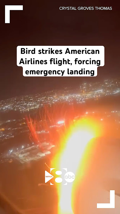 Bird strikes American Airlines flight, forcing emergency landing in New York City