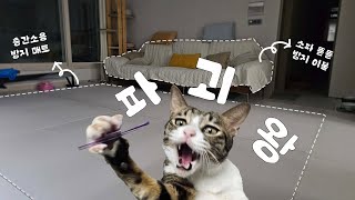 다 된 집에 고양이 뿌리기 (feat. 파괴왕 육묘템) | 고양이 브이로그 | cat vlog by 전자 고양이 솜뭉치 614 views 5 months ago 4 minutes, 38 seconds