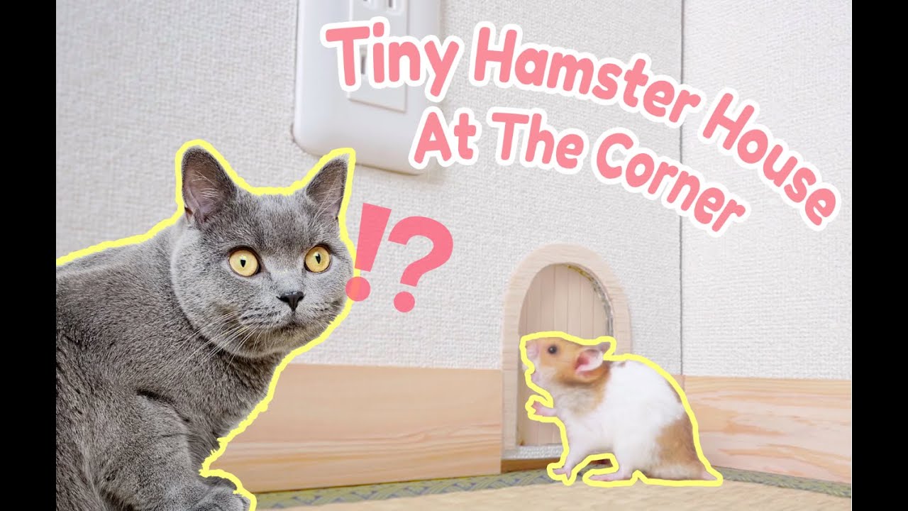 【🔨DIY Hamster Utopia_01】Build a colorful cardboard hamster cage Tom