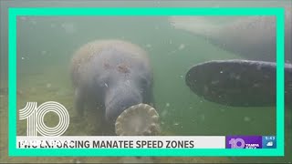 Effort to save manatees shifts from feeding to enforcement ahead of busy boating season